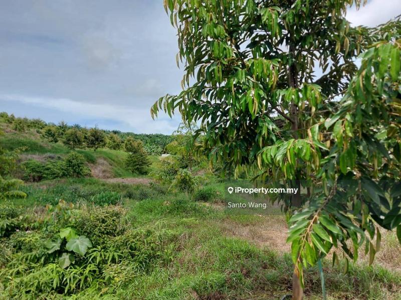 Agricultural Land for Sale in Sungai Tiram, Ulu Tiram by Santo Wang - iProperty.com.my