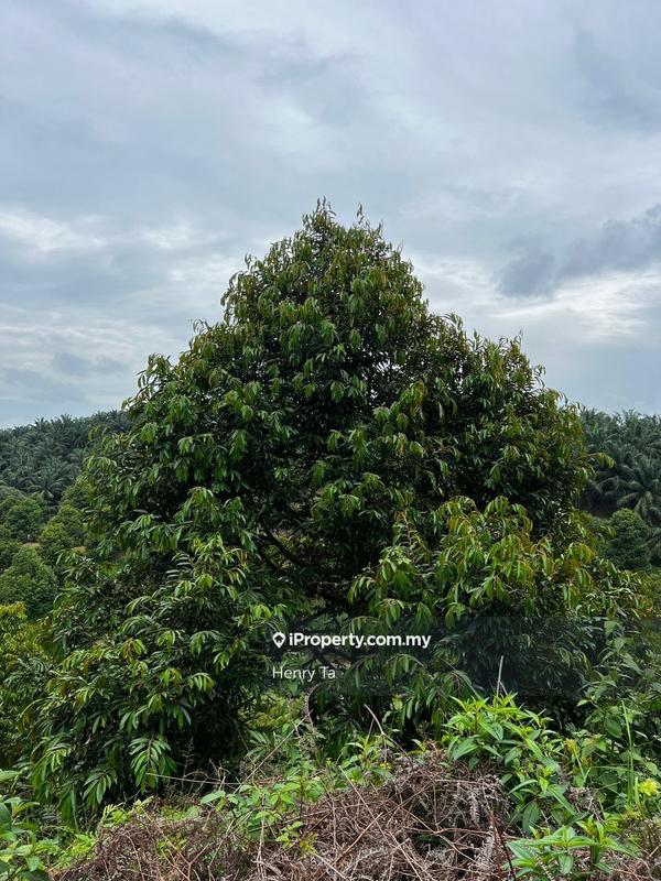 Agricultural Land for Sale in Bandar Baru Kuala Lipis, Kuala Lipis by Henry Ta - iProperty.com.my