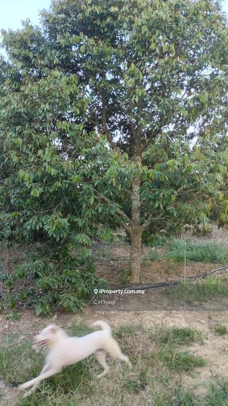 Agricultural Land for Sale in Simpang Pertang, Negeri Sembilan by C.H.Yong - iProperty.com.my