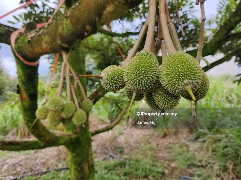 Tanah Pertanian untuk Dijual di Padang Tengku, Pahang oleh James Ng - iProperty.com.my