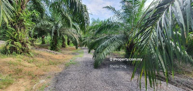 Tanah Pertanian untuk Dijual di Banting, Banting oleh Sheila Ong - iProperty.com.my