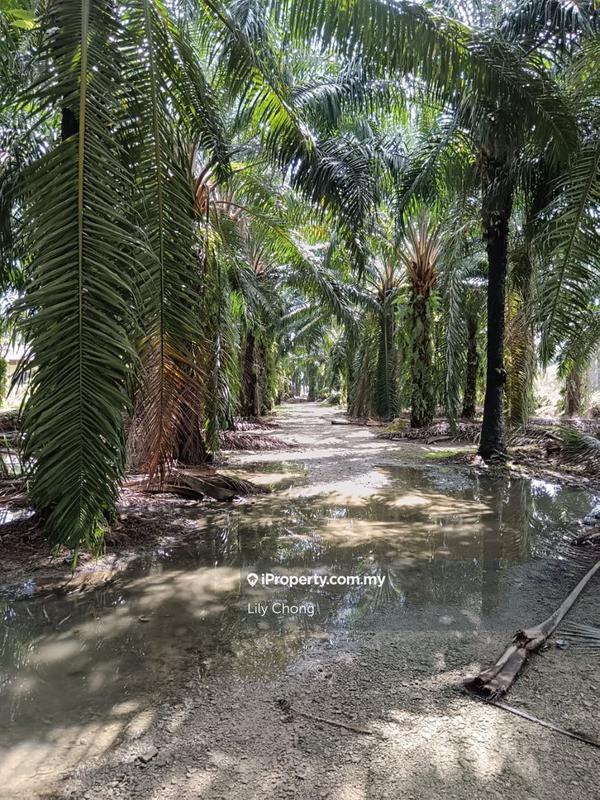 Tanah Pertanian untuk Dijual di Seri Manjung, Perak oleh Lily Chong - iProperty.com.my