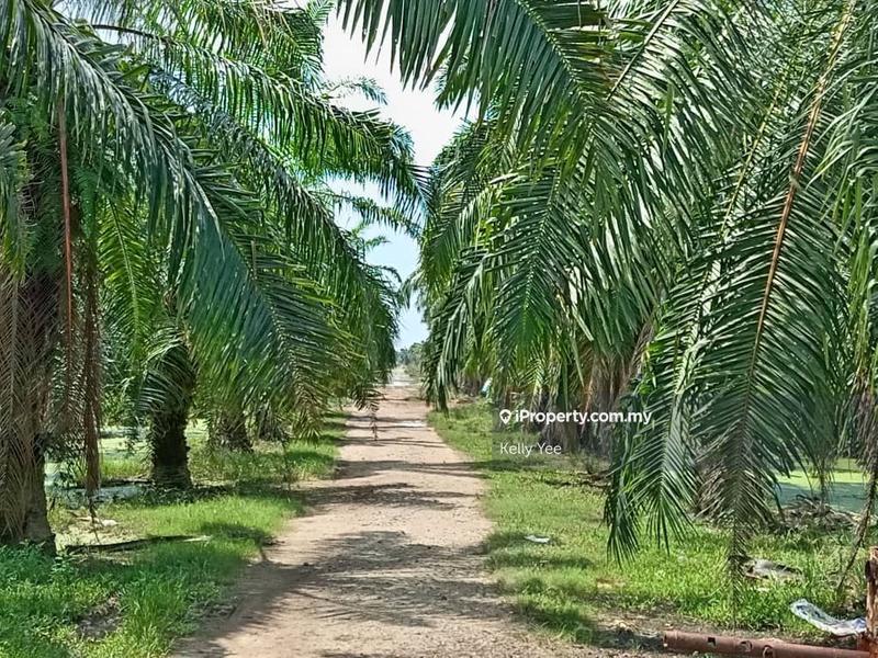 Tanah Pertanian untuk Dijual di Nibong Tebal, Penang oleh Kelly Yee - iProperty.com.my
