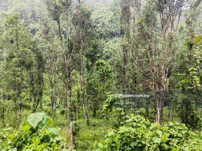 Tanah Pertanian untuk Dijual di Jalan Kota Bharu, Gua Musang, Kuala Krai, Kelantan, Gua Musang oleh Jason Wong - iProperty.com.my