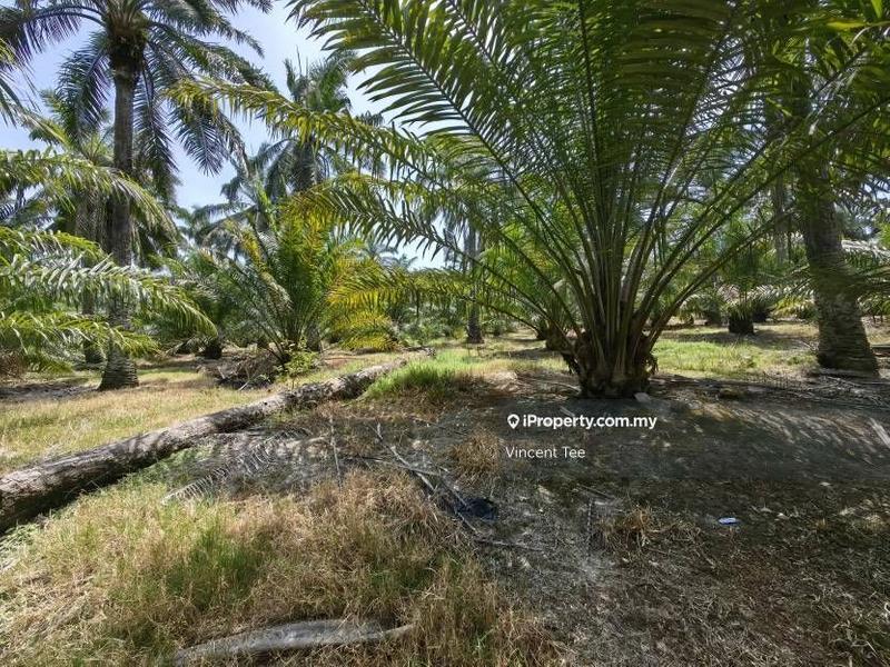 Agricultural Land for Sale in Kampung Baru Kemayan, Triang by Vincent Tee - iProperty.com.my