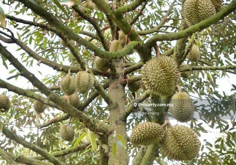 Agricultural Land for Sale in Road Side Bukit Lintang Ayer Molek Jasin, Ayer Molek by Winnie Phang - iProperty.com.my