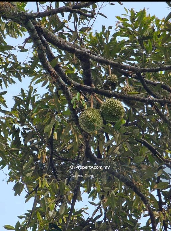 Agricultural Land for Sale in Hulu Langat, Selangor by Carene Chng - iProperty.com.my