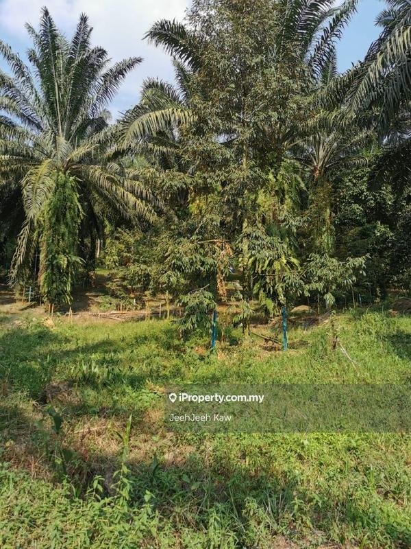Tanah Pertanian untuk Dijual di Kulim, Kedah oleh JeehJeeh Kaw - iProperty.com.my