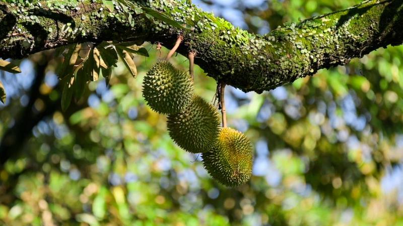 For Sale - Planters' Haven : Planters' Haven